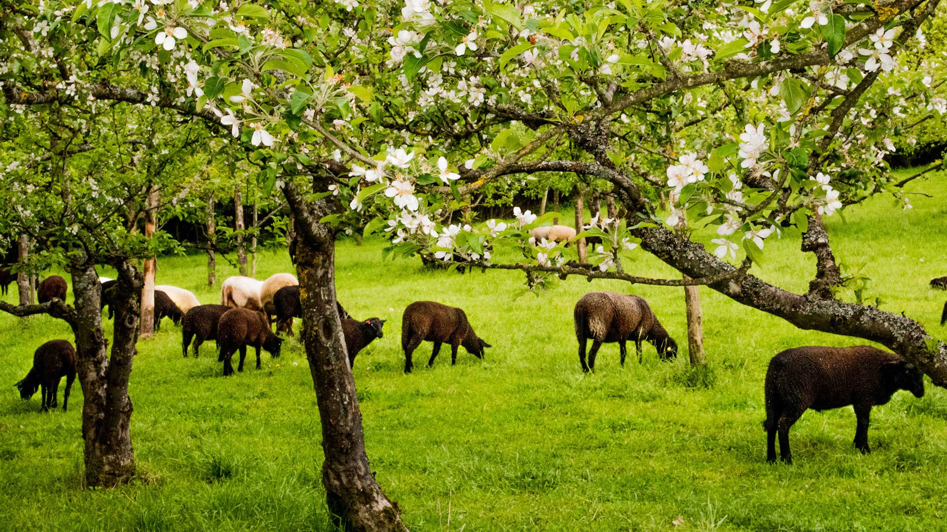 Obstgarten und Schafe