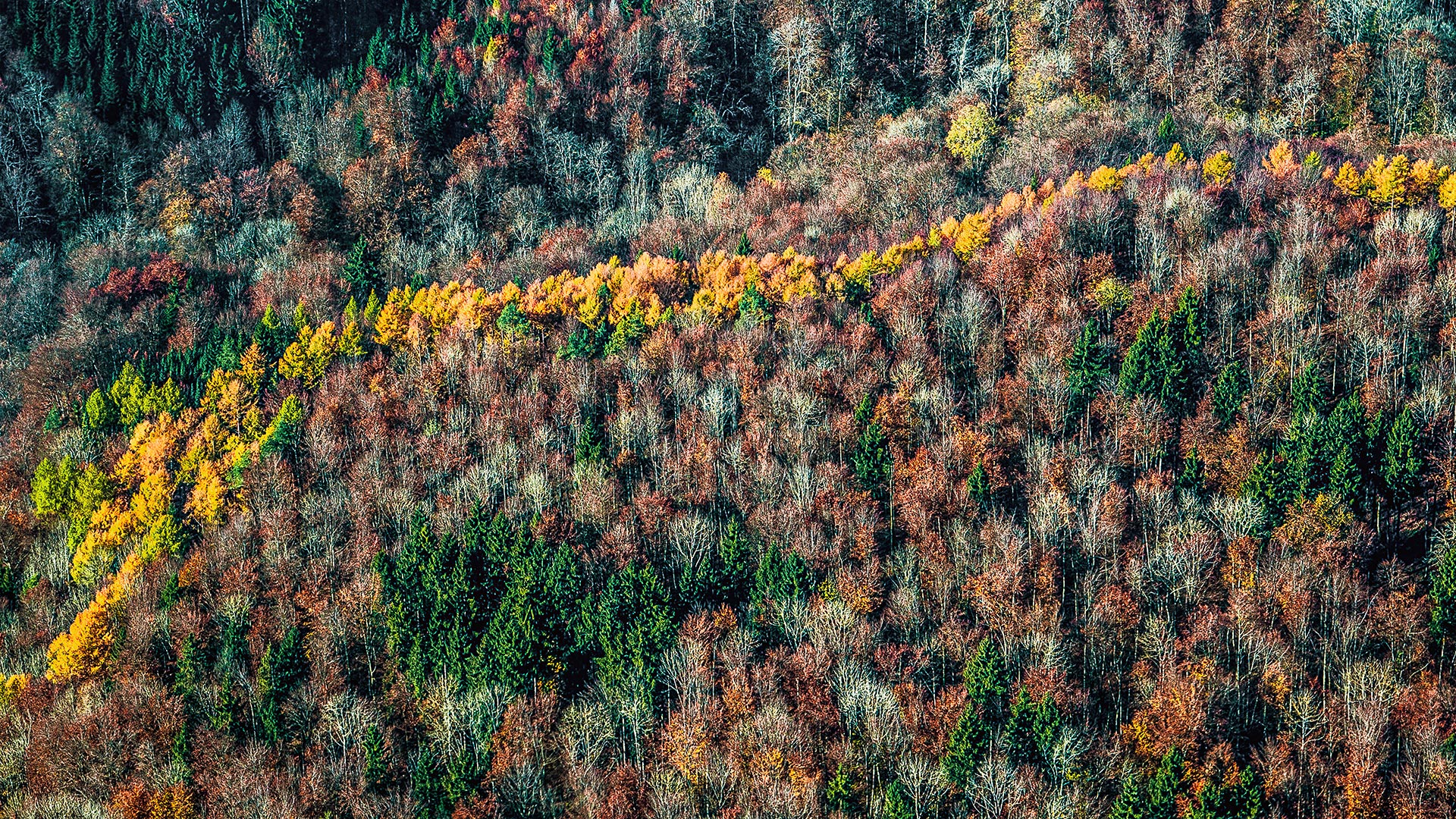 Herbst  im Schwarzwald